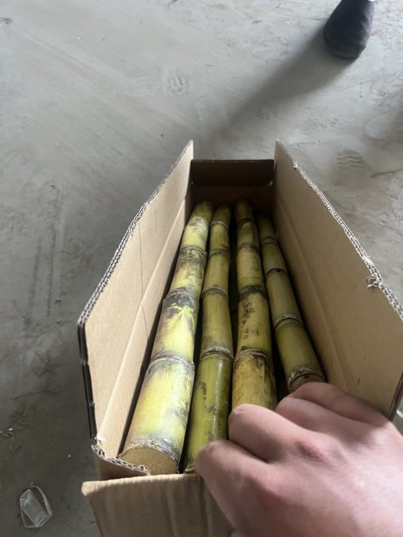 云南黄皮甘蔗，滇南沃土孕育的金色蜜饯。金黄表皮薄如蝉翼。