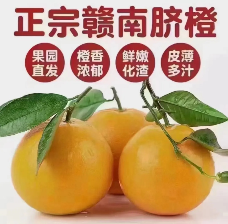 赣南脐橙