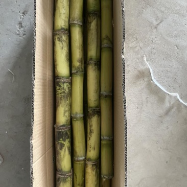 云南黄皮甘蔗，皮薄汁甜，有意向的老板欢迎咨询。