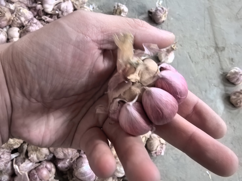 正宗2025大理紫皮干大蒜晒干批发辛辣