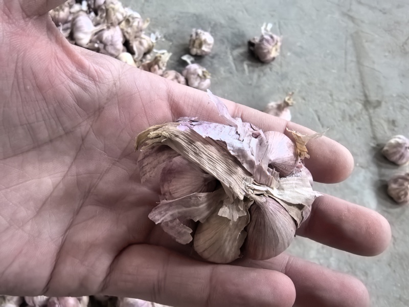 正宗2025大理紫皮干大蒜晒干批发辛辣
