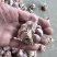 正宗2025大理紫皮干大蒜晒干批发辛辣