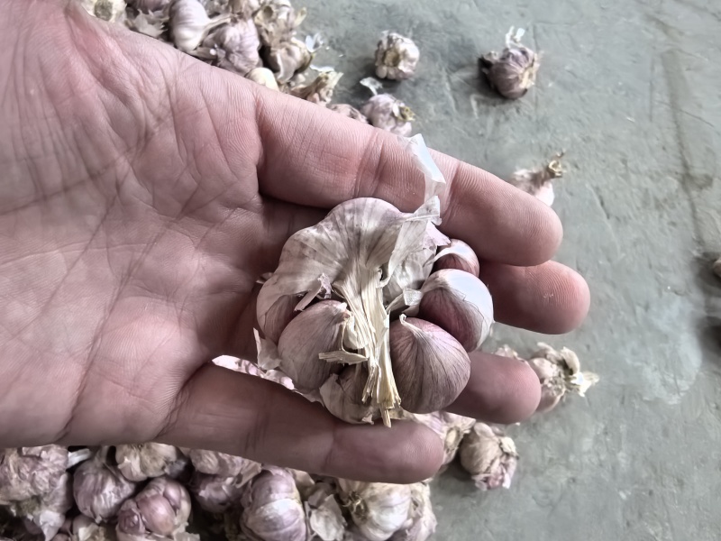 正宗2025大理紫皮干大蒜晒干批发辛辣