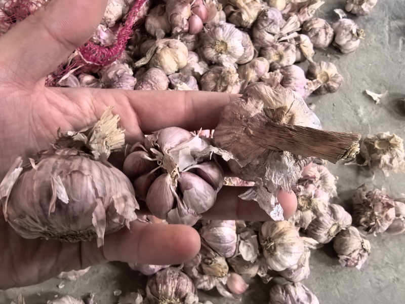 正宗2025大理紫皮干大蒜晒干批发辛辣