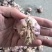 正宗2025大理紫皮干大蒜晒干批发辛辣
