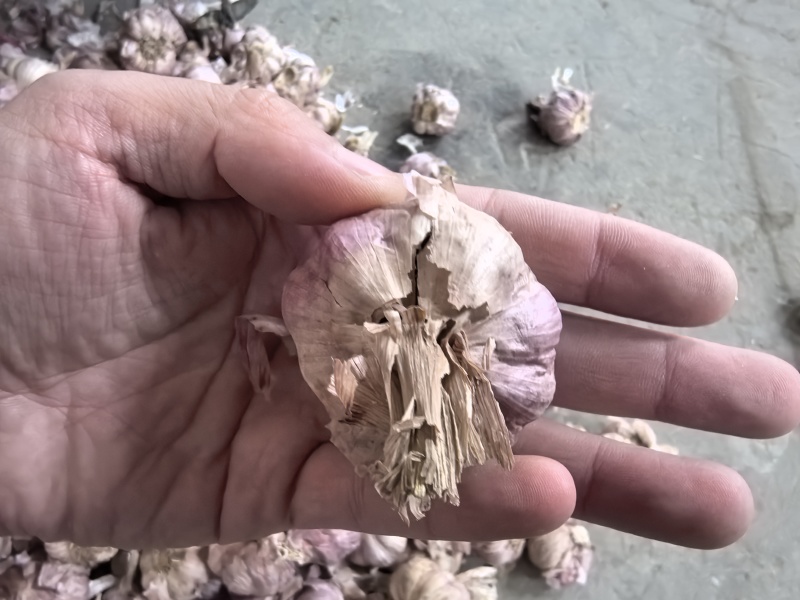 正宗2025大理紫皮干大蒜晒干批发辛辣