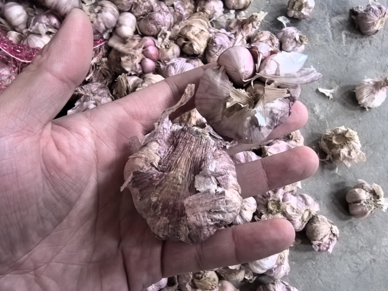 正宗2025大理紫皮干大蒜晒干批发辛辣