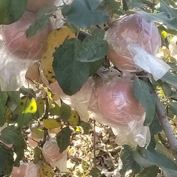 冰糖心富士苹果🍎
