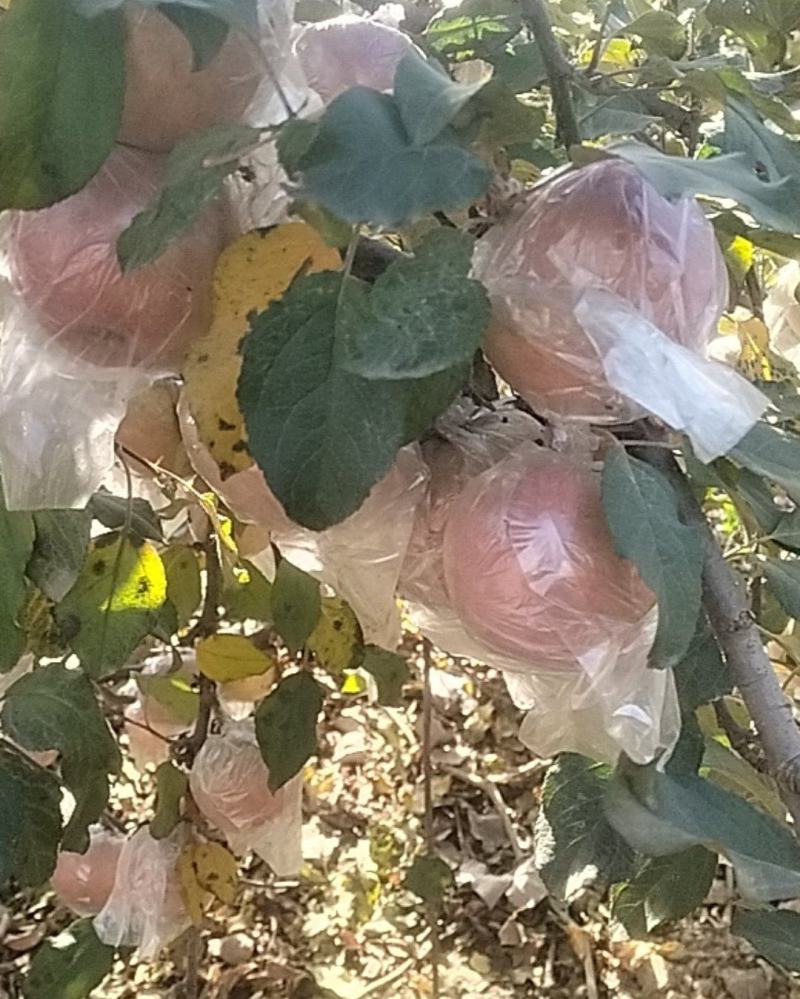 冰糖心富士苹果🍎