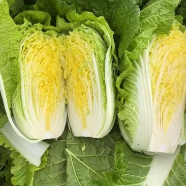 湖北天门黄心大白菜