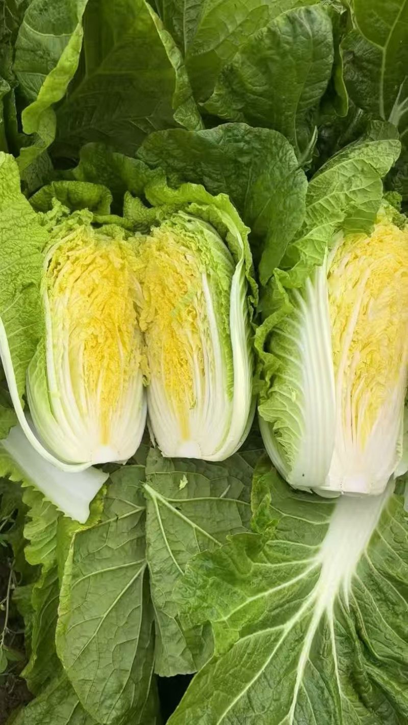 湖北天门黄心大白菜
