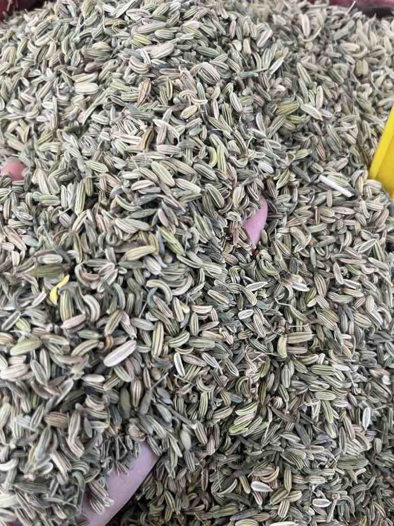 新货国产小茴香50斤一件颜色好颗粒饱满长期批发量大价优