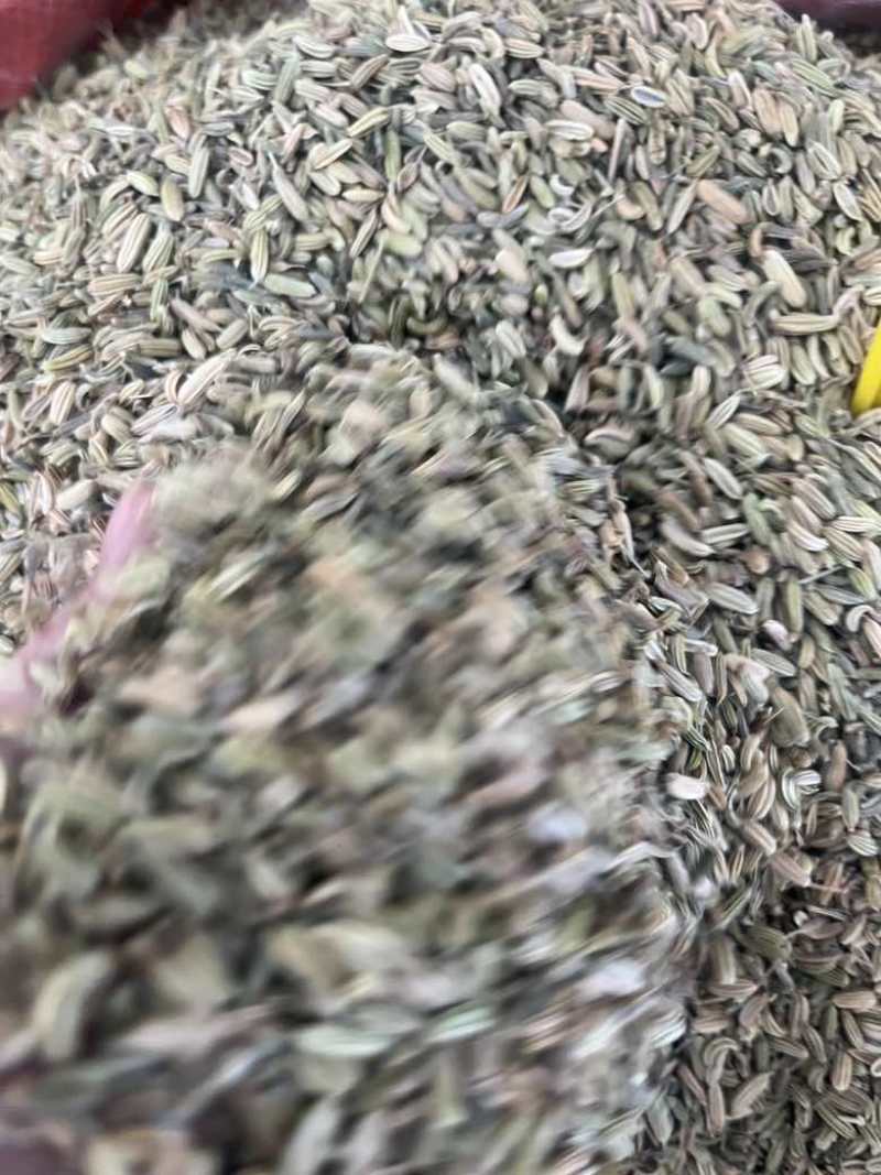 新货国产小茴香50斤一件颜色好颗粒饱满长期批发量大价优