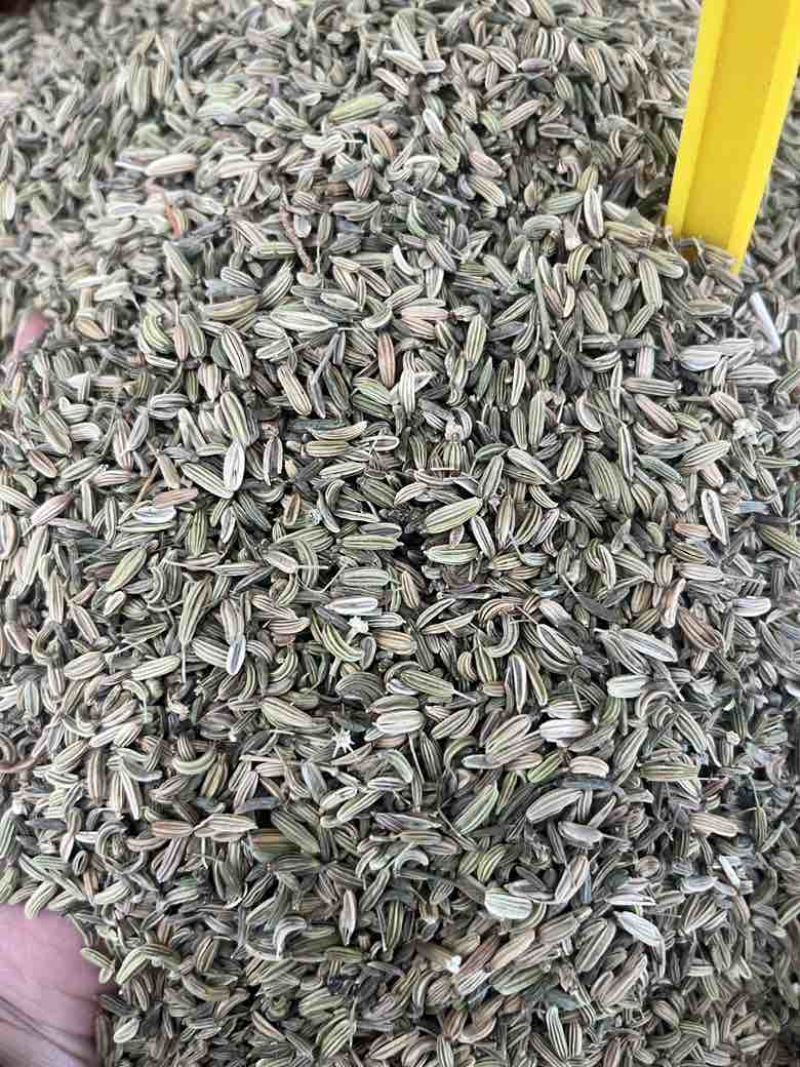 新货国产小茴香50斤一件颜色好颗粒饱满长期批发量大价优
