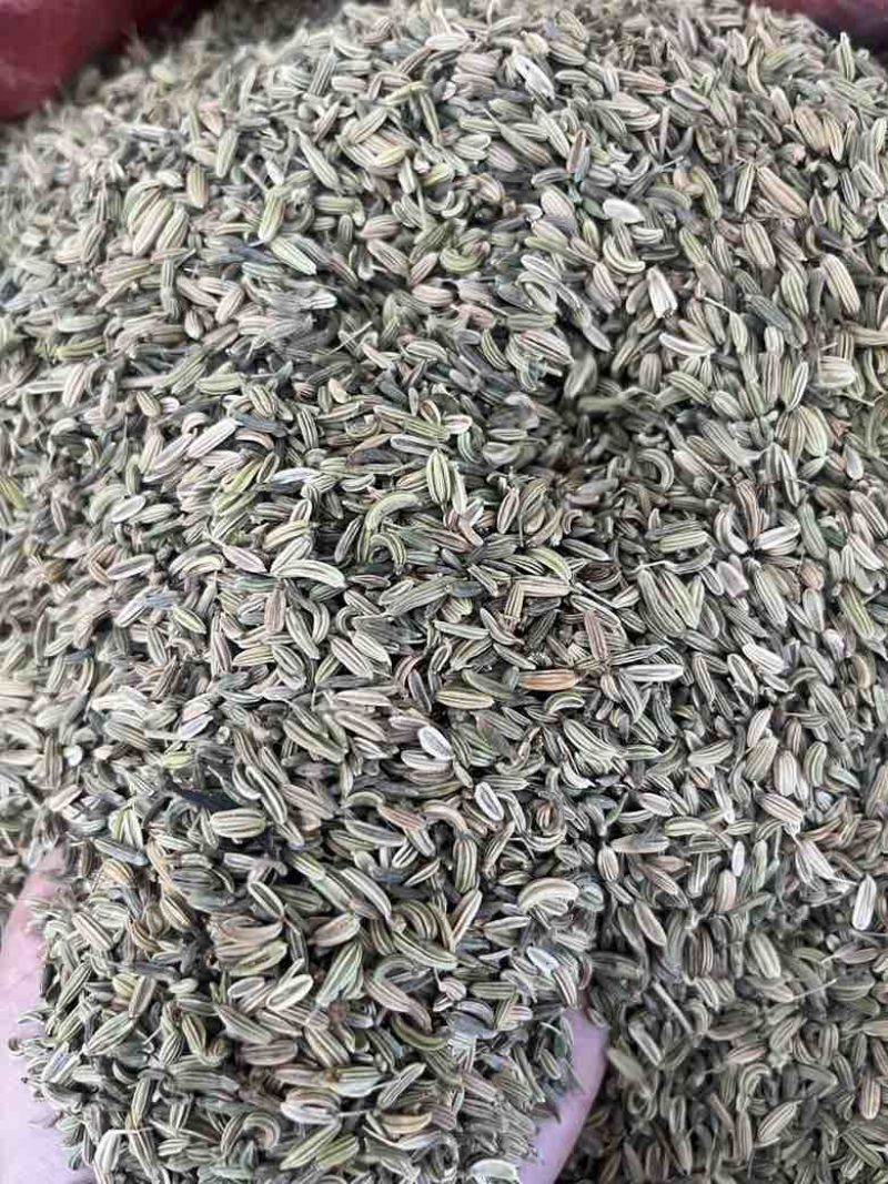 新货国产小茴香50斤一件颜色好颗粒饱满长期批发量大价优