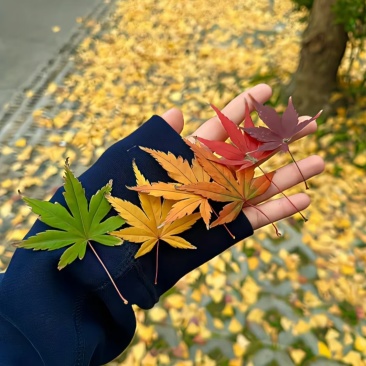 枫叶真树叶