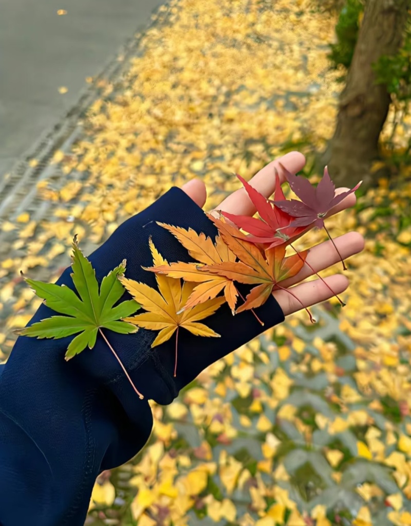 枫叶真树叶