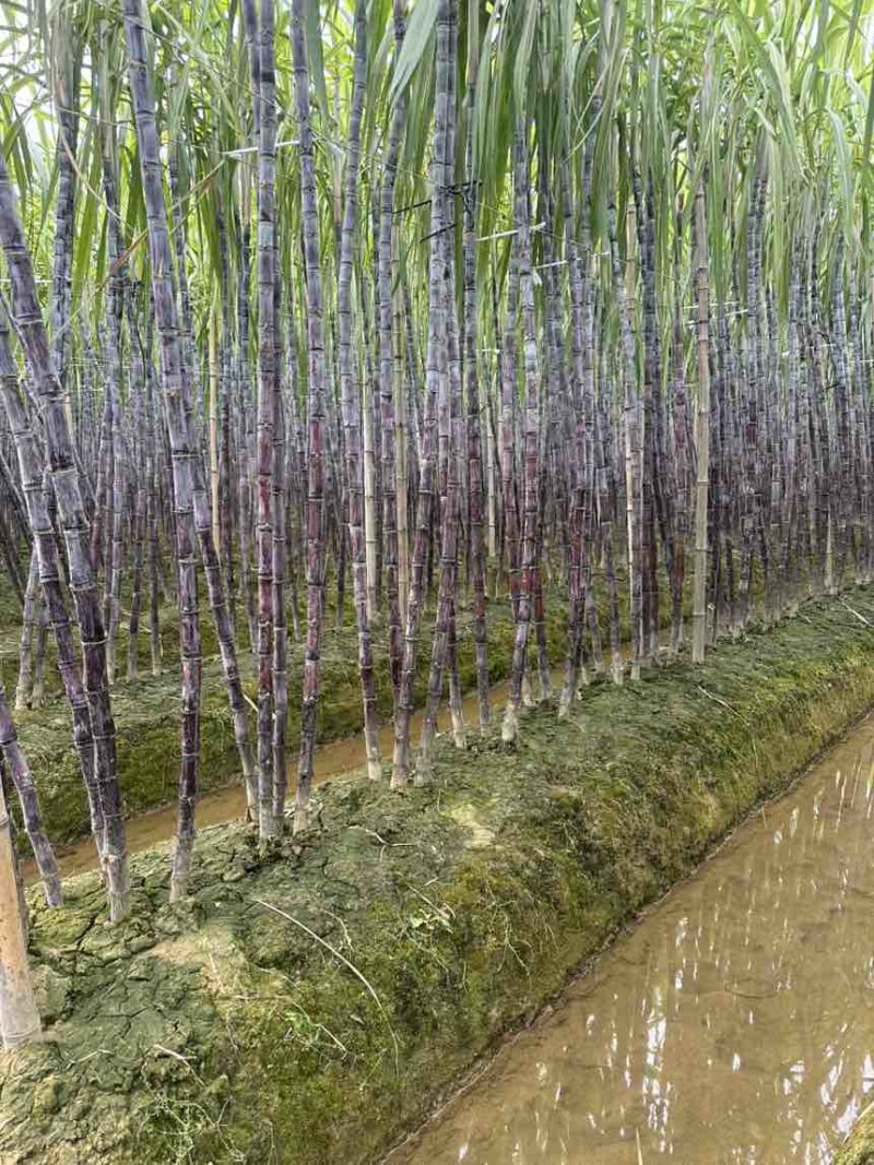 广西黑皮甘蔗，产地现砍、一手货源、适合商超、电商、2吨起批！