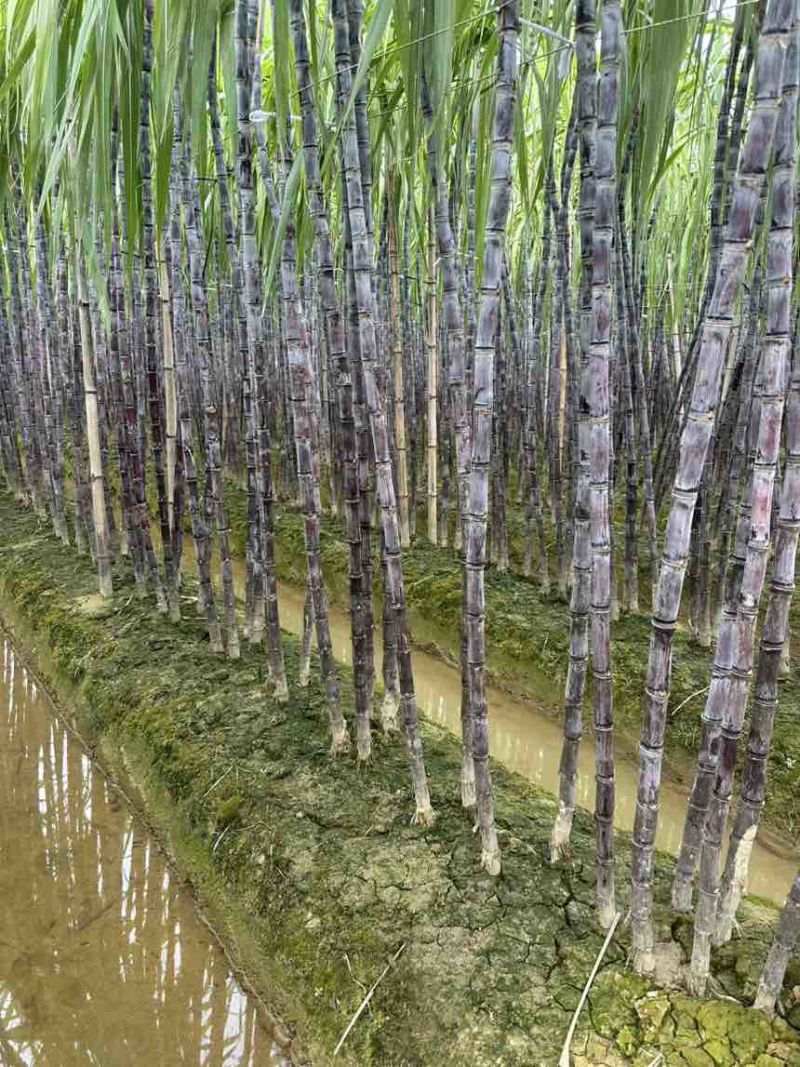 广西黑皮甘蔗，产地现砍、一手货源、适合商超、电商、2吨起批！