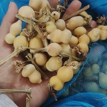 草里金小葫芦