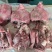 熟去皮牛头肉
