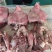 熟去皮牛头肉