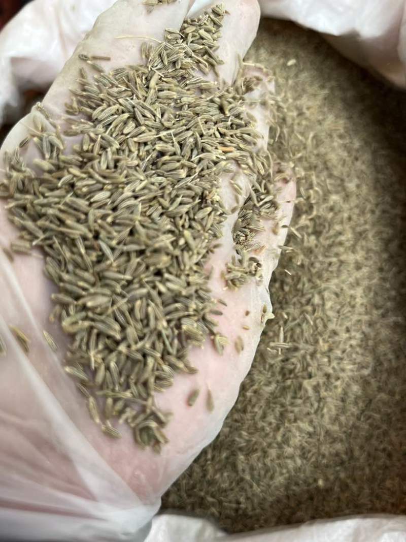 批发新疆孜然大机子过筛个头饱满香味浓郁50斤一件长期批发