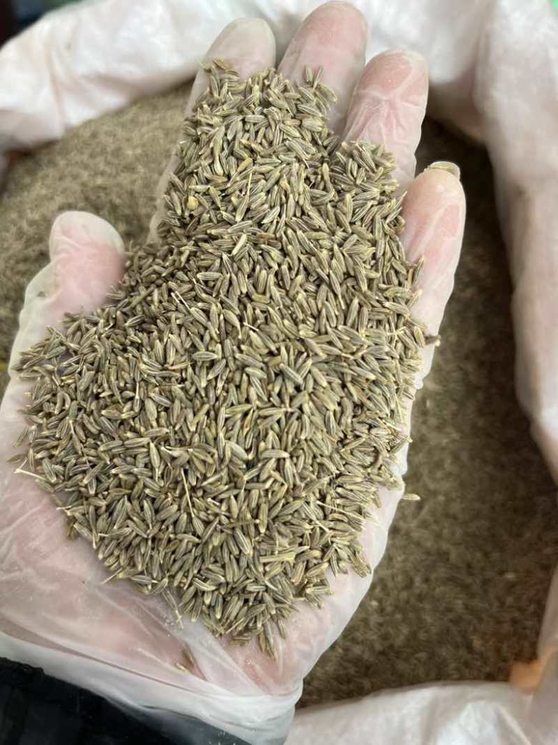批发新疆孜然大机子过筛个头饱满香味浓郁50斤一件长期批发