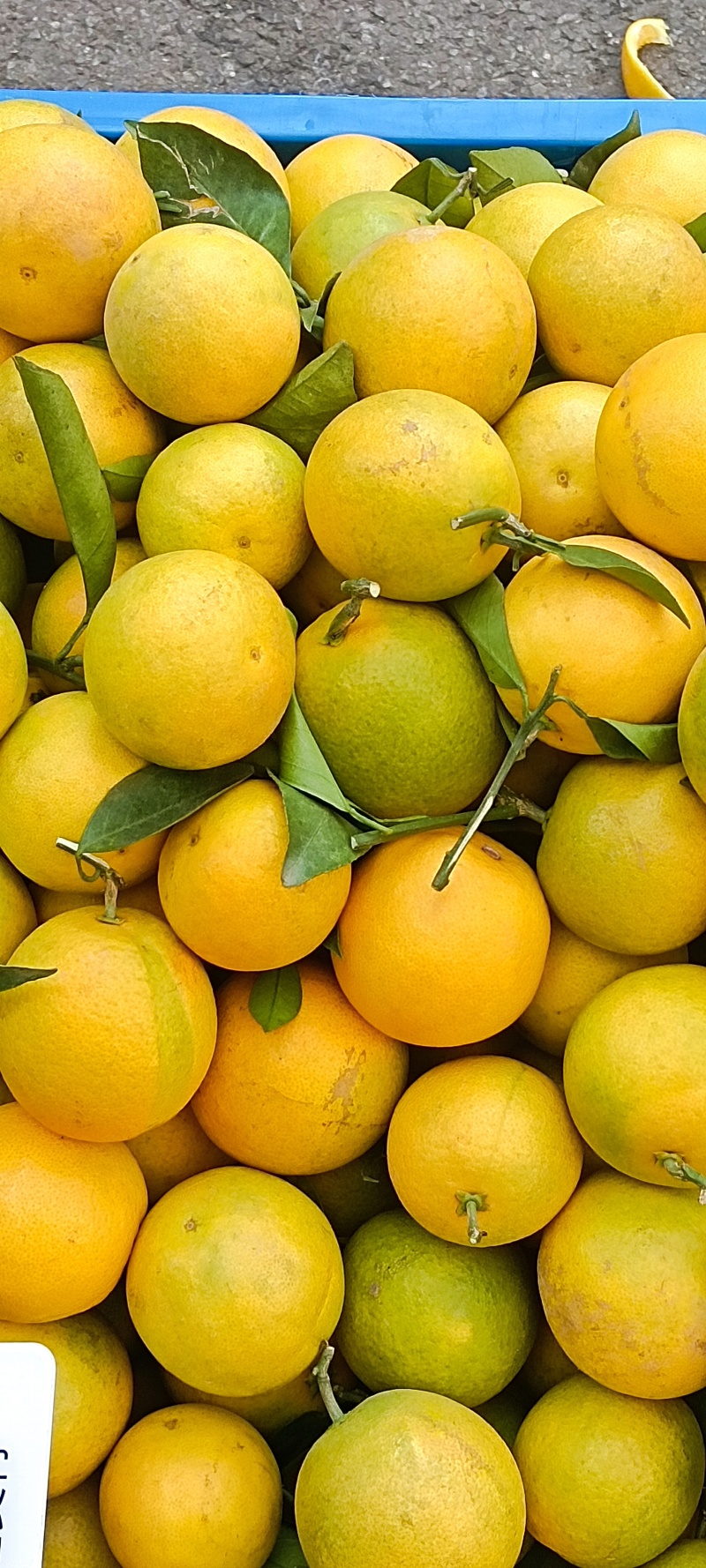 靠牢山冰糖橙