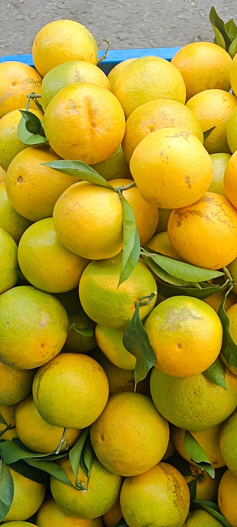 靠牢山冰糖橙