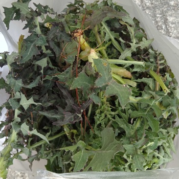 苦麻菜(蔬菜)