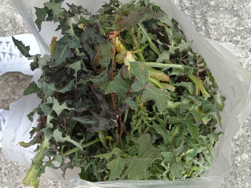 苦麻菜(蔬菜)