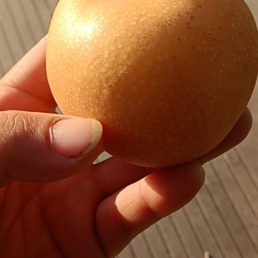 秋月梨
