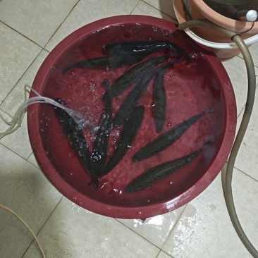活鲈鱼大口黑鲈