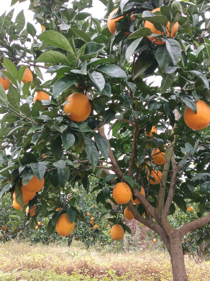 四川纽荷尔脐橙