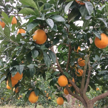 四川纽荷尔脐橙