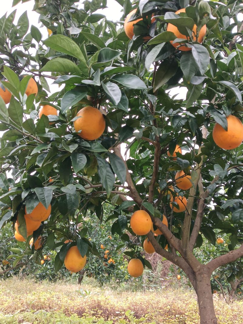 四川纽荷尔脐橙