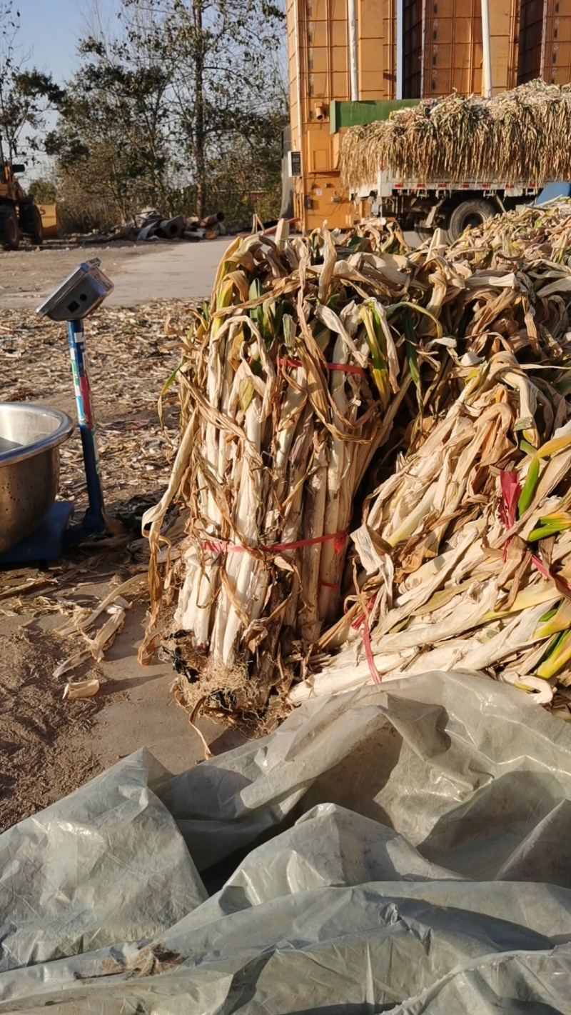 干叶葱标价卖的要的联系，杞县邢口镇
