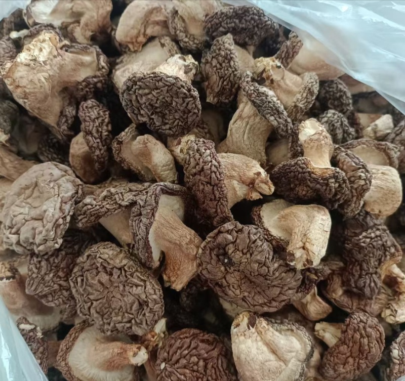 2025新鲜出炉的干香菇，11月月刚种的3万棒菌种