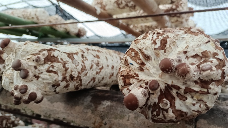 2025新鲜出炉的干香菇，11月月刚种的3万棒菌种