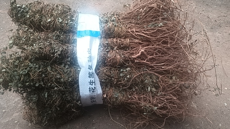 鸡骨草