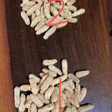 云南黑花生，富硒、花青素含量丰富，带壳干货9元，产地直发