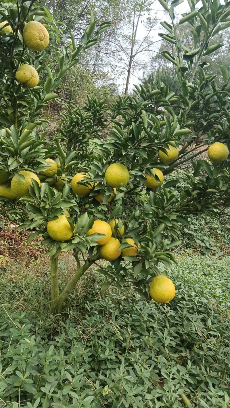 湖南洪江黄金贡柚