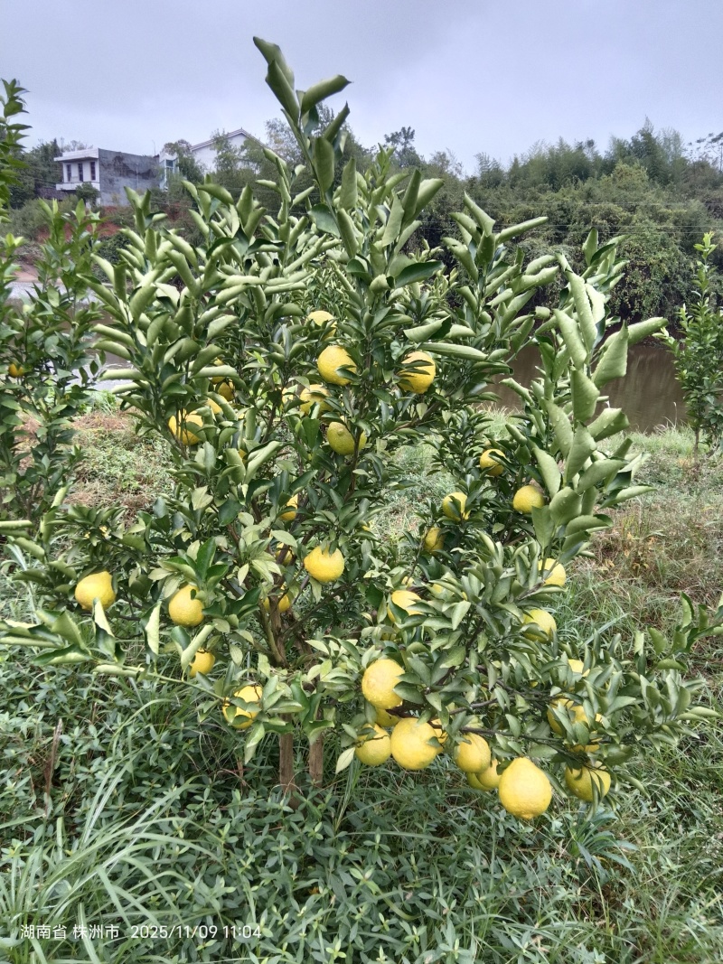 湖南洪江黄金贡柚