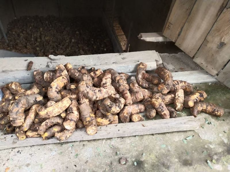 鲜大黄