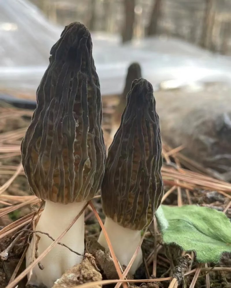 云南生鲜羊肚菌（不是干货）