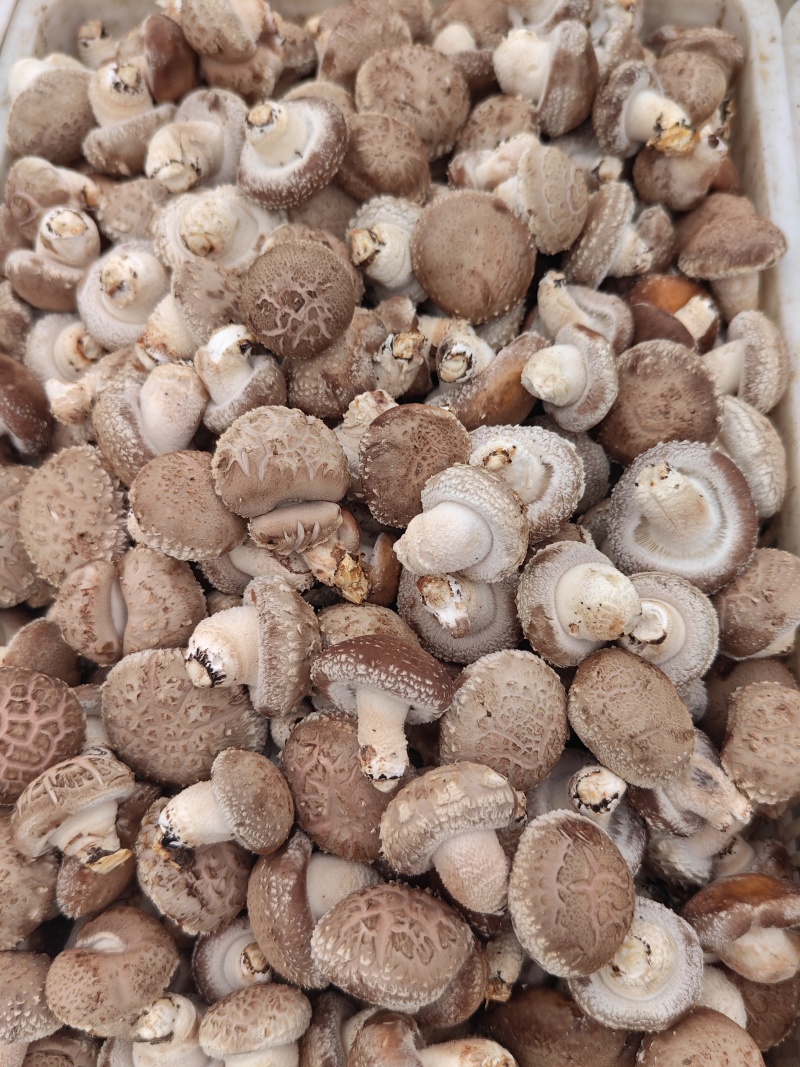鲜香菇