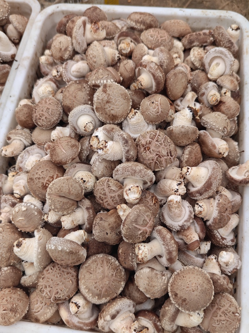 鲜香菇