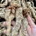 红苔天麻