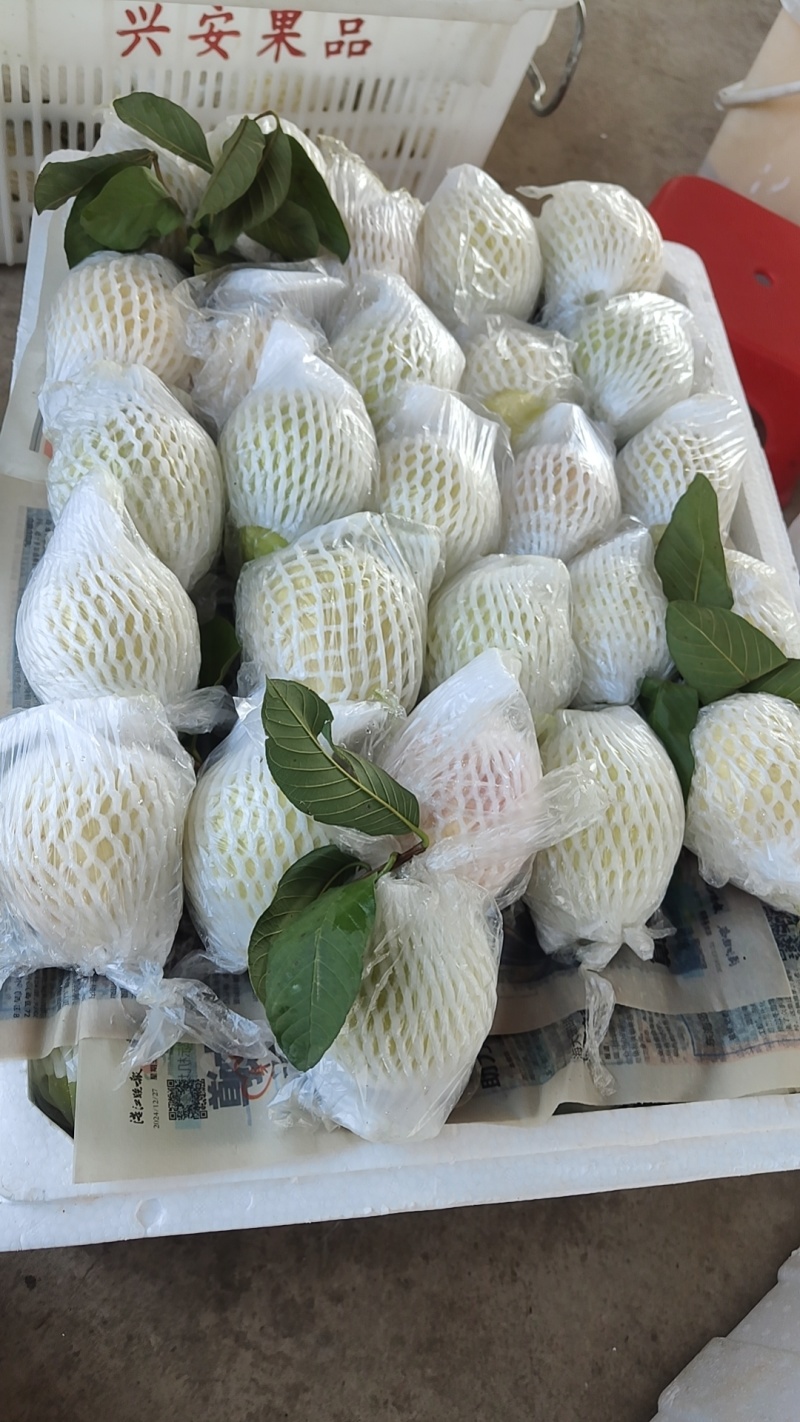 广东四季番石榴